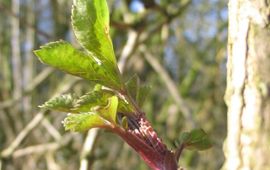 Bladontplooiing gewone vlier (Sambucus nigra)