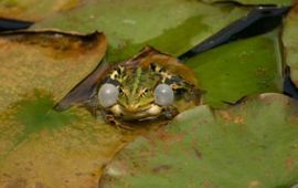 bastaardkikker in tuinvijver