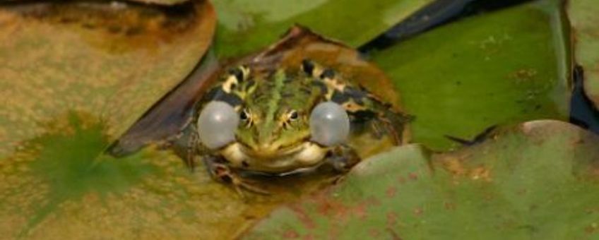 bastaardkikker in tuinvijver