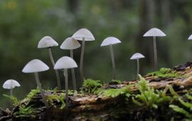 Mycena arcangeliana, Bundelmycena