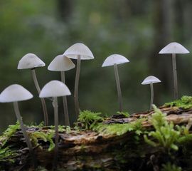 Mycena arcangeliana, Bundelmycena