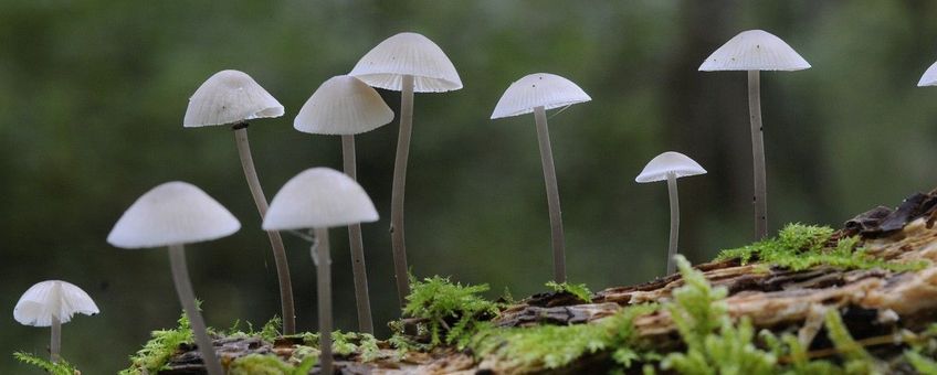 Mycena arcangeliana, Bundelmycena