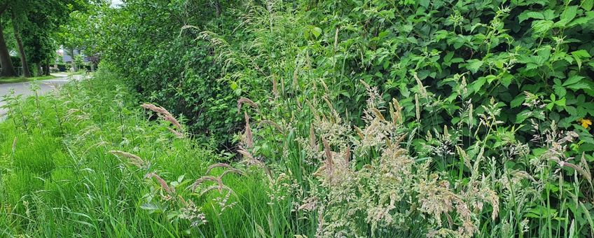 Bloeiend gras aan een slootkant Woudenberg