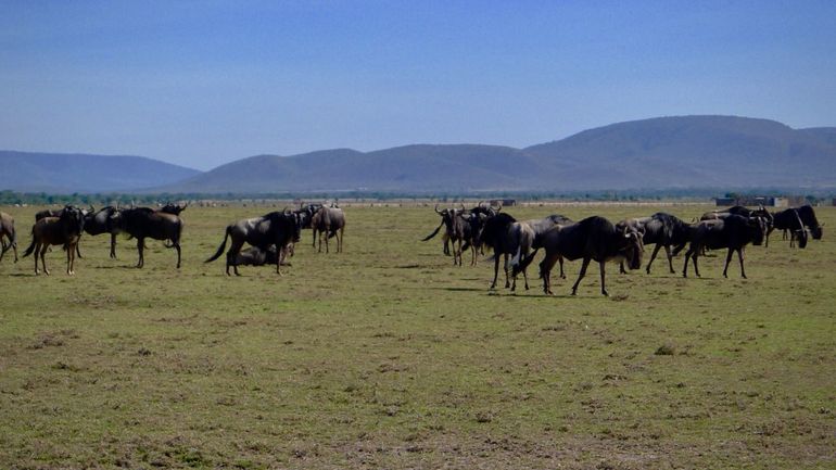 Wildebeest approaching a fenced area