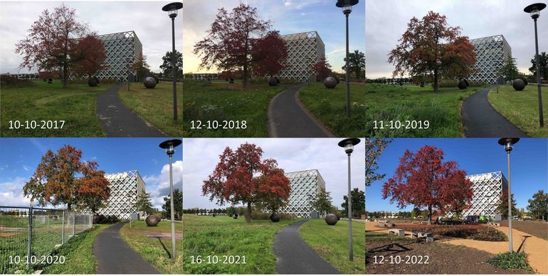 Stand van bladverkleuring van moseiken op de campus van Wageningen University rond 11 oktober in de jaren 2017 tot en met 2022. 2020 was een laat jaar. Dit jaar zat er op 12 oktober nog relatief veel blad aan de bomen. Vrijwel al het blad was volop verkleurd 