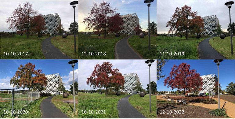 Stand van bladverkleuring van moseiken op de campus van Wageningen University rond 11 oktober in de jaren 2017 tot en met 2022. 2020 was een laat jaar. Dit jaar zat er op 12 oktober nog relatief veel blad aan de bomen. Vrijwel al het blad was volop verkleurd 