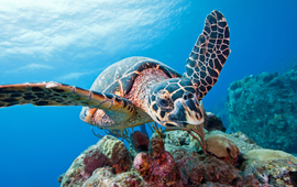 Brenda Kirkby Hawksbill turtle (Eretmochelys imbricata)