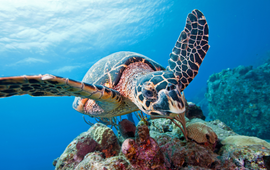 Hawksbill turtle (Eretmochelys imbricata)