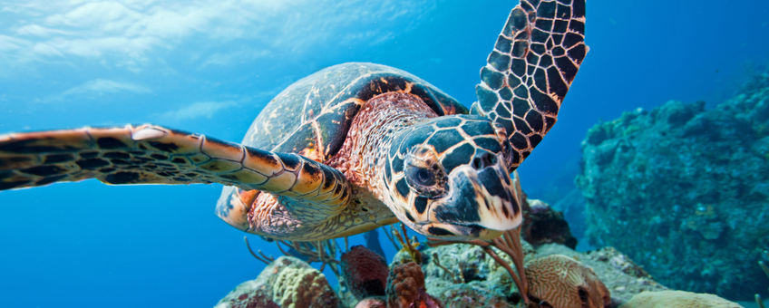 Hawksbill turtle (Eretmochelys imbricata)