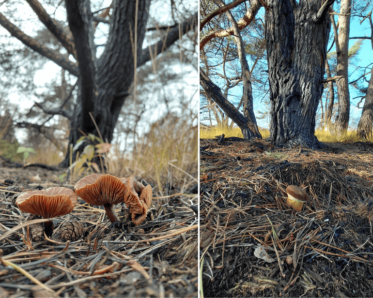 Paddenstoelen die in symbiose leven met de getroffen bomen