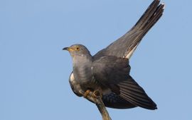 Jankees Schwiebbe, Birdphoto.nl Koekoek