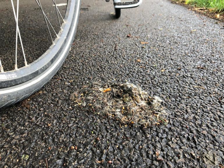 Uit de boom gewaaide eikenprocessierupsen op een fietspad