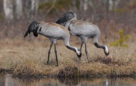 Grus grus. Kraanvogel