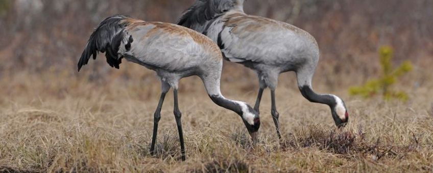 Grus grus. Kraanvogel