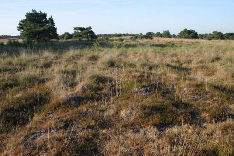 Hier op De Plateaux is in 2012 voor het laatst de amazonemier in ons land gezien