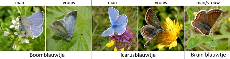 Drie redelijk algemene blauwtjes: v.l.n.r. boomblauwtje, icarusblauwtje & bruin blauwtje