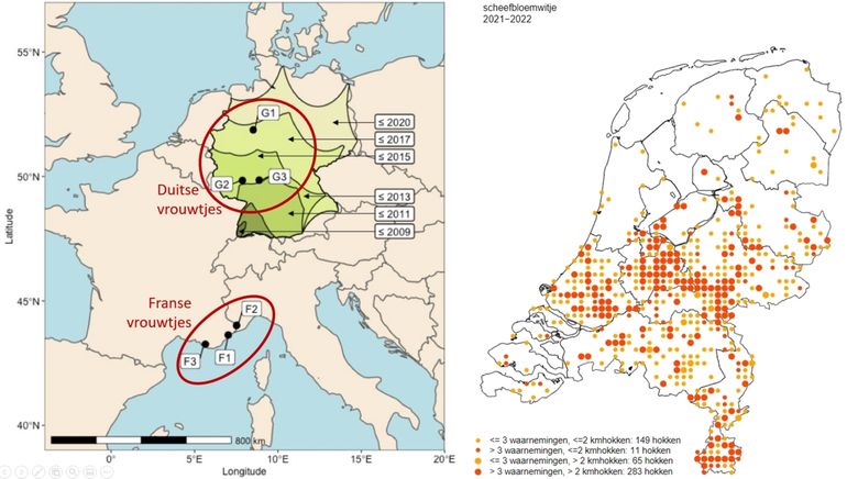 Uitbreiding van het scheefbloemwitje in Duitsland en de herkomst van de in het onderzoek gebruikte vlinders. Rechts de waarnemingen van het scheefbloemwitje in Nederland in 2021