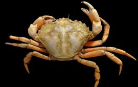 Hans Hillewaert creative commons licence Carcinus_maenas strandkrab