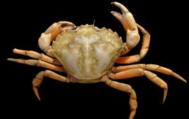 Carcinus_maenas  strandkrab