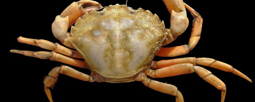 Carcinus_maenas strandkrab