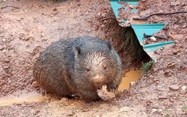 Foto: ©Michael Pottinger Wombat in overstroomd gebied in NSW tijdens de overstromingen van 2021.