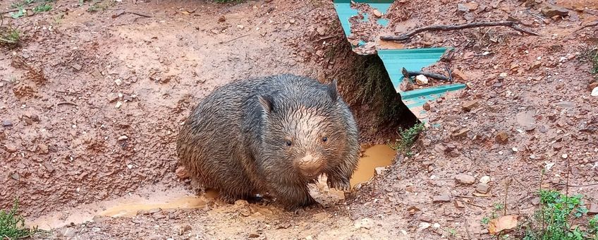 Wombat in overstroomd gebied in NSW tijdens de overstromingen van 2021.