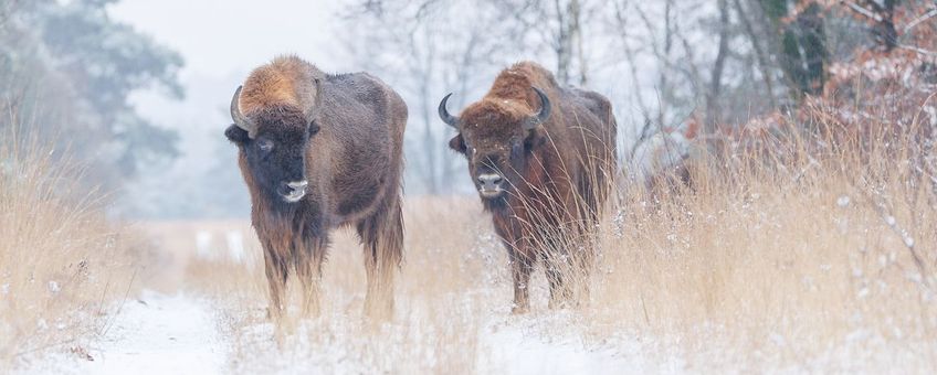 De wol van de wisenten houdt hen warm in de winter. En in het voorjaar zijn de vogels aan de beurt. Zij gebruiken de wol graag in hun nesten.