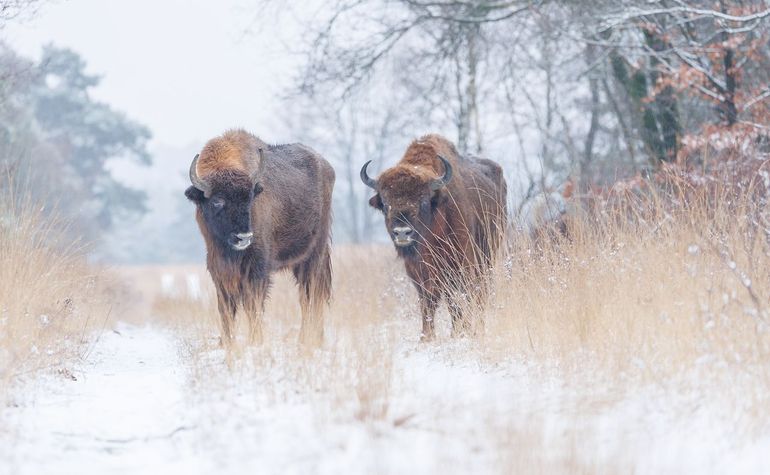 De wol van de wisenten houdt hen warm in de winter. En in het voorjaar zijn de vogels aan de beurt. Zij gebruiken de wol graag in hun nesten