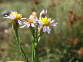 Saxifraga-Jasenka Topic Aster tripolium 7, Zulte, Sea aster