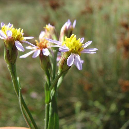 Sea aster deals