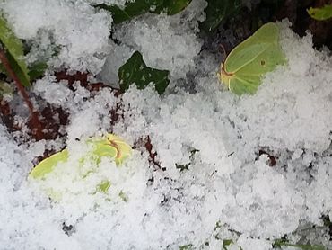 Deze citroenvlinders hebben de winter niet overleefd