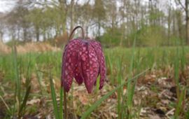 Wilde kievietsbloem met markante tekening in de botanische tuin van Hortus Nijmegen