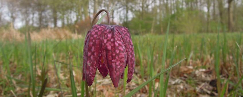 Wilde kievietsbloem met markante tekening in de botanische tuin van Hortus Nijmegen