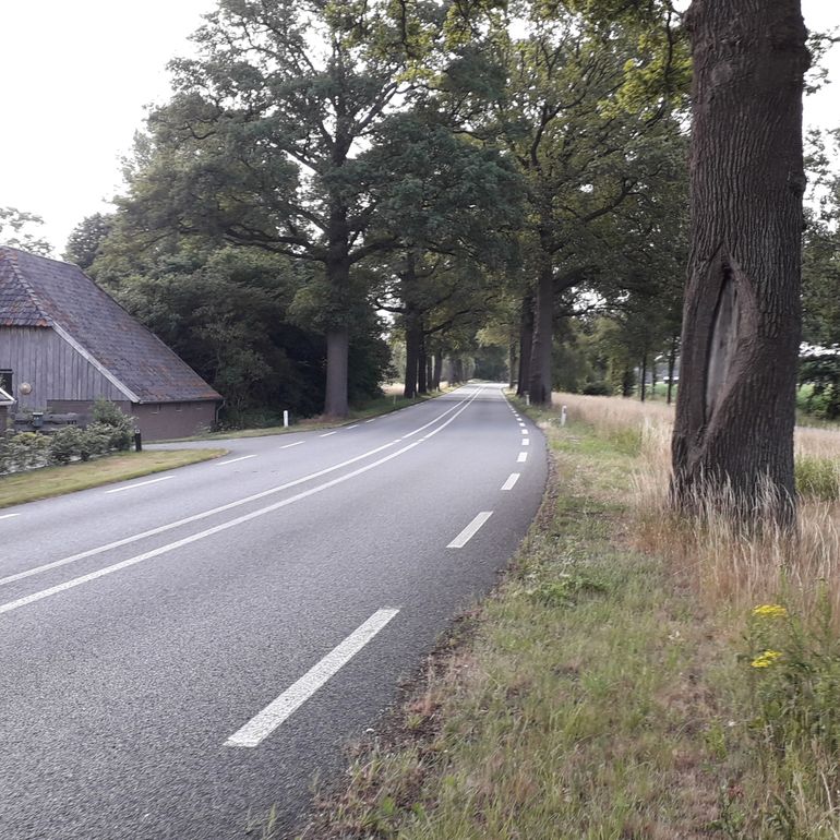 Bomen langs de N319 bij Ruurlo