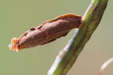 Close-up van een koker van de zwavelgele peulkokermot