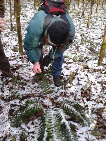 De winter is bij uitstek geschikt voor het zoeken naar wintergroene varens in jonge bossen. 