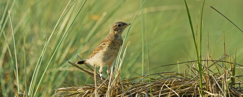 Jonge tapuit met kleurringen, net voor de wegtrek naar Afrika.