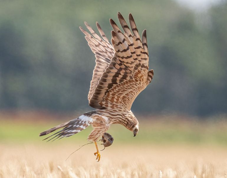 Grauwe kiekendief met veldmuis