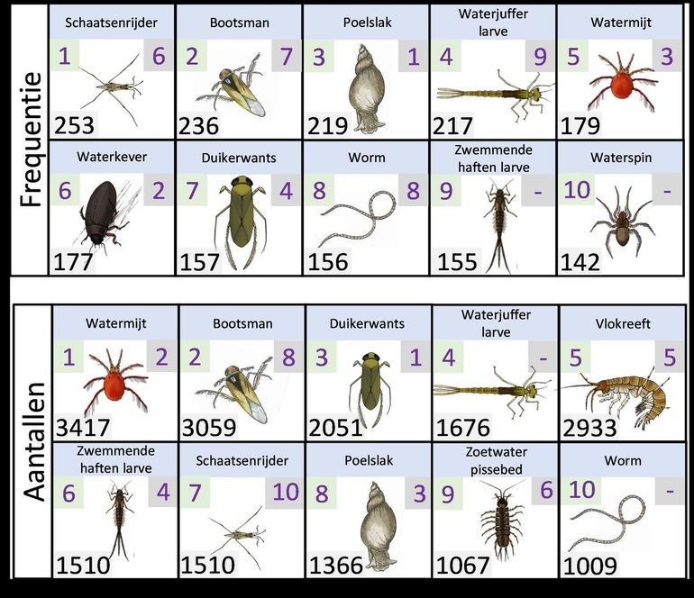 An overview of the ten species found in most places (frequency) and the first ten species with the greatest number of individuals (numbers), excluding water fleas.  The ranking number is shown in 2021 (top left) and 2020 (top right) for each species.  The number in the lower left indicates the number of sites where the species was observed (frequency) or the total number of individuals (numbers)