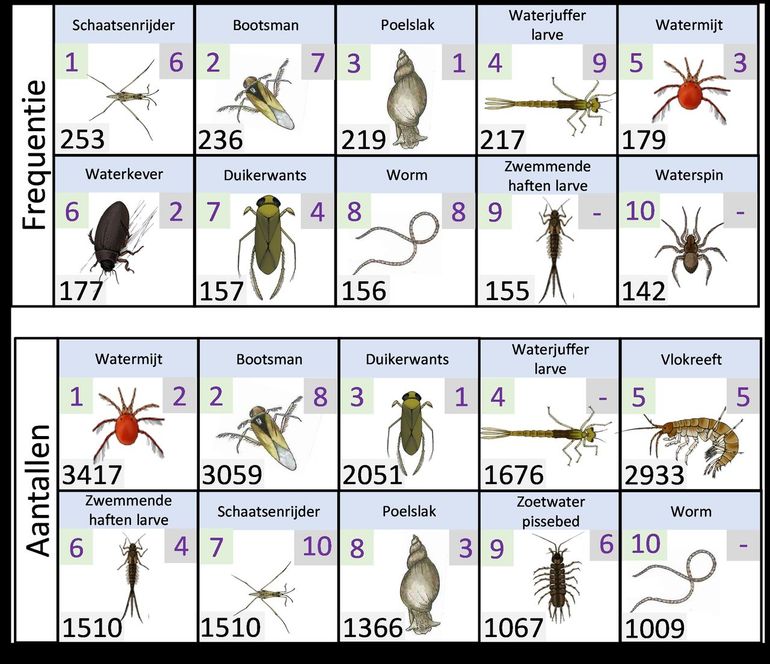 Overzicht van de tien soorten die op de meeste plekken zijn aangetroffen (frequentie) en de top tien van soorten met de meeste individuen (aantallen), waarbij de watervlo-achtigen buiten beschouwing zijn gelaten. Per soort is het rangnummer in 2021 (linksboven) en 2020 (rechtsboven) weergegeven. Het getal linksonder geeft het aantal locaties weer waar de soort is waargenomen (frequentie) of het totaal aantal individuen (aantallen)