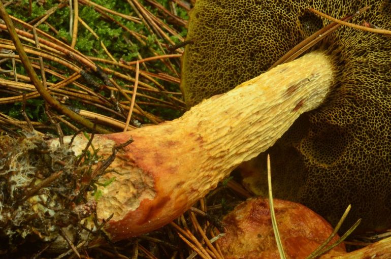 Onderkant Aureoboletus projectellus met gegroefd steeloppervlak