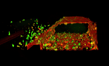 Een 3D-reconstructie van het OrganoReady bloedvat HUVEC