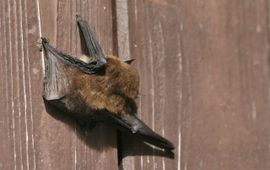 Gewone dwergvleermuis. Pipistrellus pipistrellus