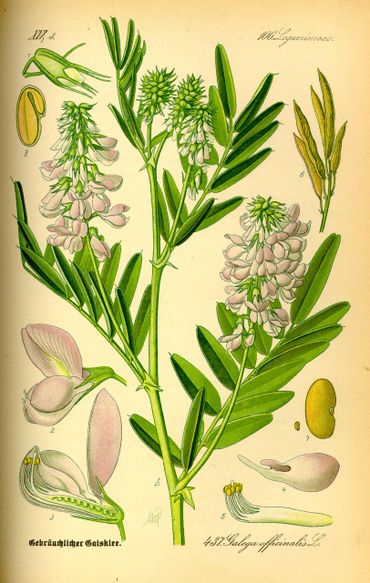 Geitenverdriet (Galega officinalis)