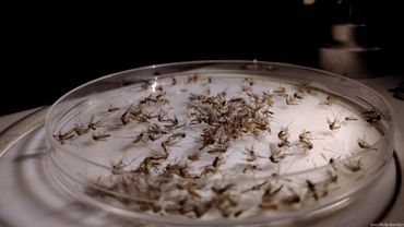 De vangst in 24 uur van één muggenval. De muggenval bevond zich in de ingang van een appartement. De onderzoekers gebruikten vuile sokken om meer muggen aan te trekken.