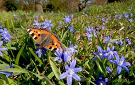 kleine vos op Scilla