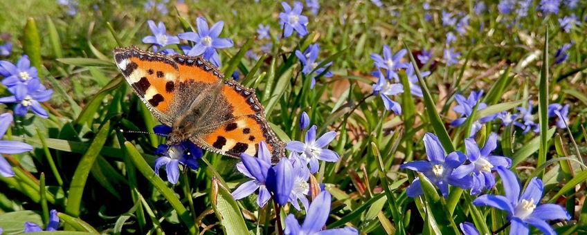 kleine vos op Scilla