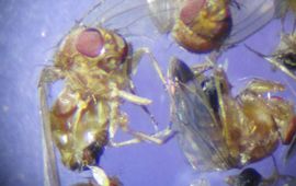 Suzuki-fruitvliegjes in feromonval eikenprocessie -vrouwtje met eitje