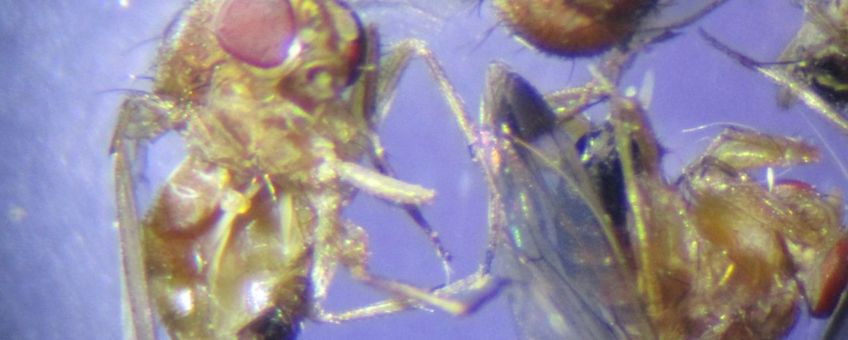 Suzuki-fruitvliegjes in feromonval eikenprocessie -vrouwtje met eitje