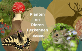 SoortenNL Basiscursus Planten en Dieren Herkennen